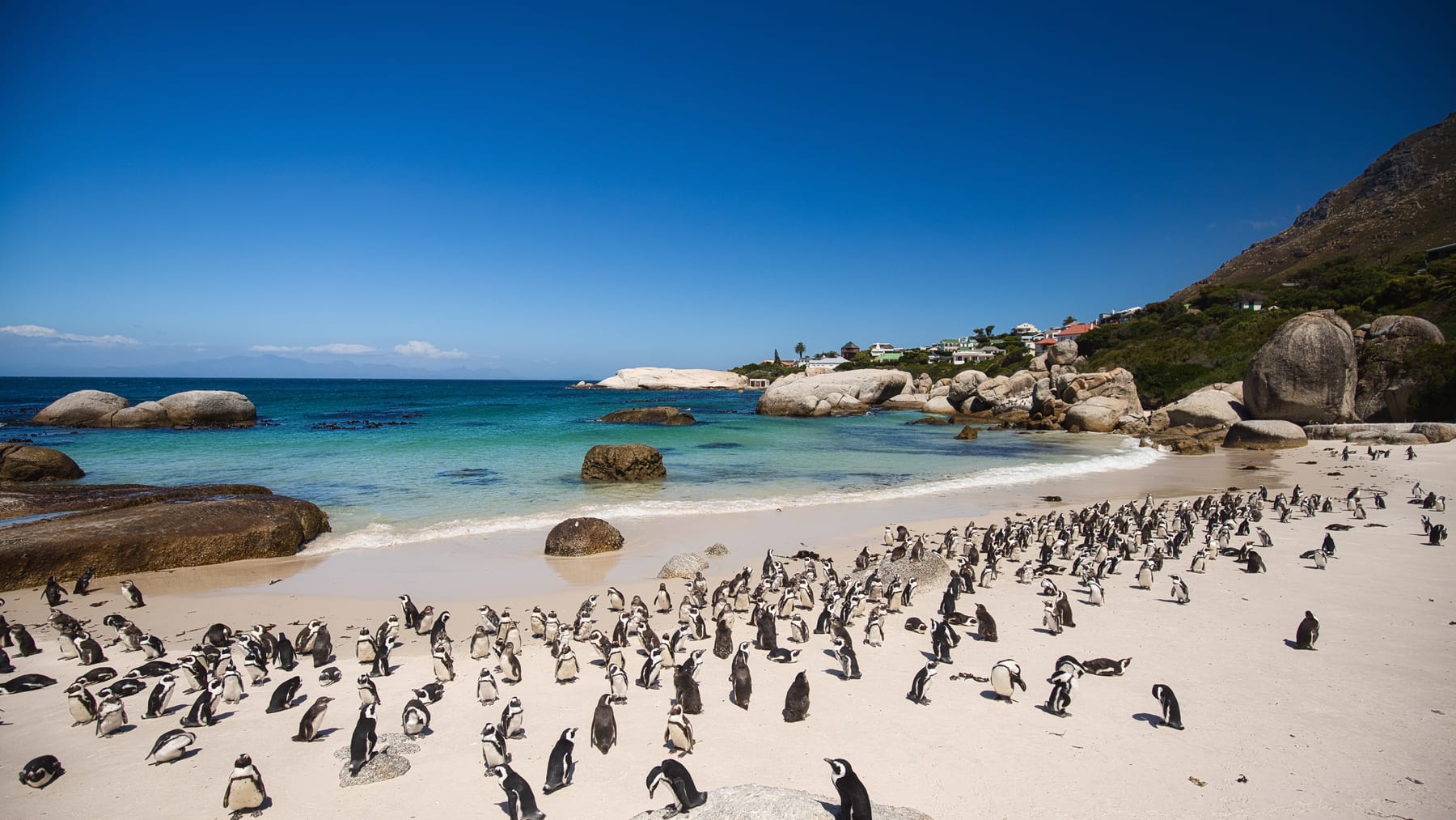 Boulders Beach, South Africa