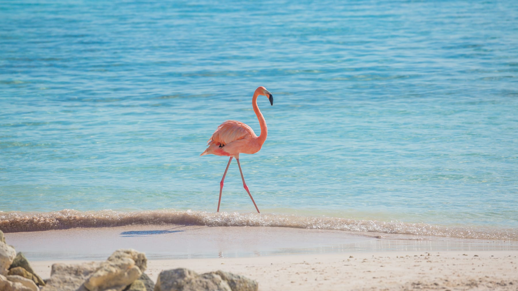 Flamingo Beach (Aruba), Aruba